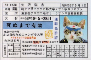 Illustration for article titled Popular Cat Meme Creator in Trouble with the Law